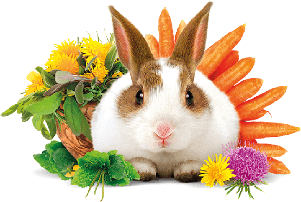 Obrázek BRIT Animals alfalfa snack for rodents pamlsek pro králíky 100 g