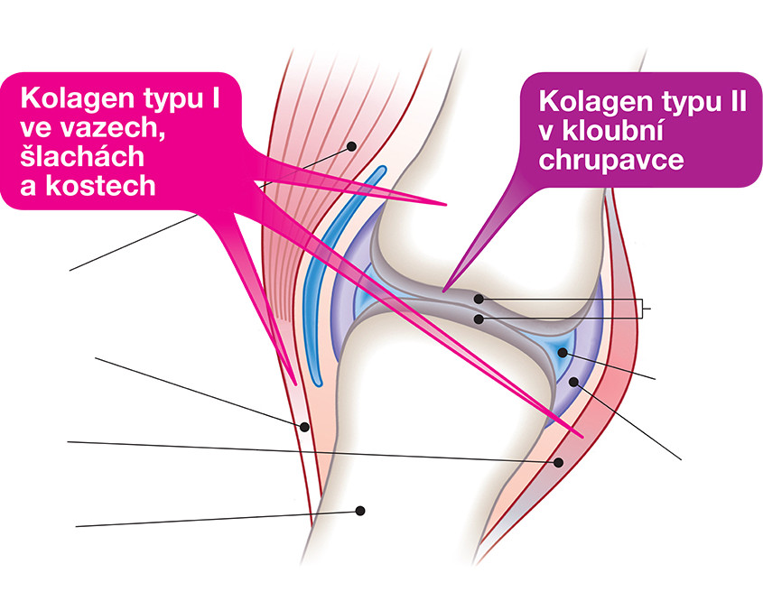 Obrázek CEMIO Kamzík klouby, vazy, šlachy v plechové dóze 120 kapslí (2)