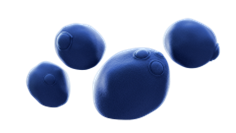 Obrázek ENTEROL 250 mg 10 tobolek (8)