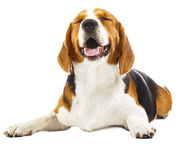 Obrázek ALAVIS Kloubní výživa pro psy 90 tablet